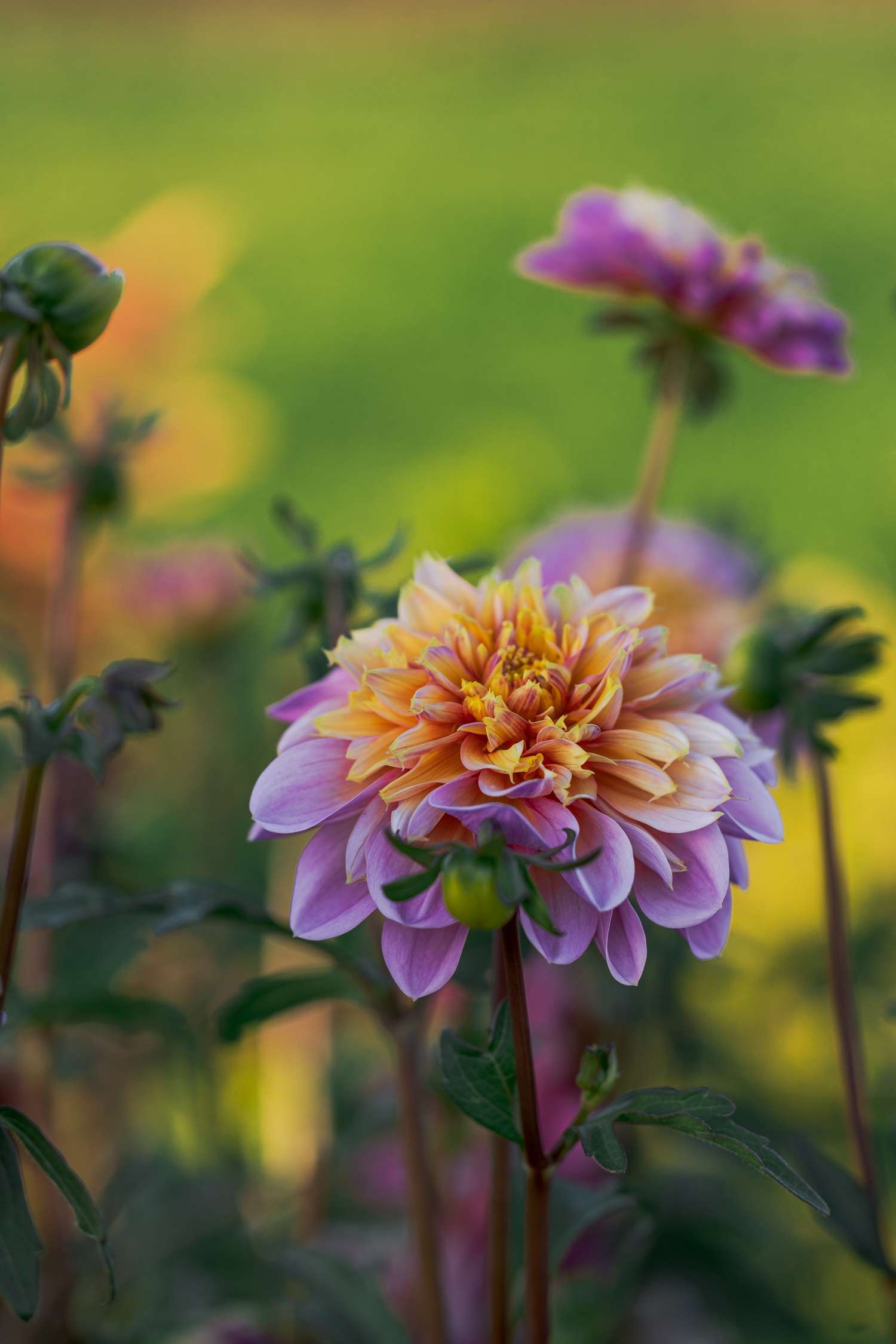 Dahlia 'Life style'